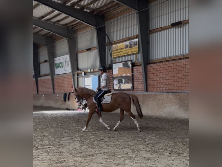 More ponies/small horses Mare 5 years 14.1 hh Chestnut-Red in Salzbergen