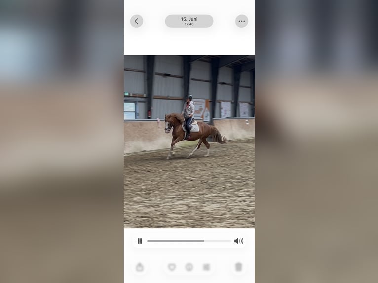 More ponies/small horses Mare 5 years 14.1 hh Chestnut-Red in Salzbergen
