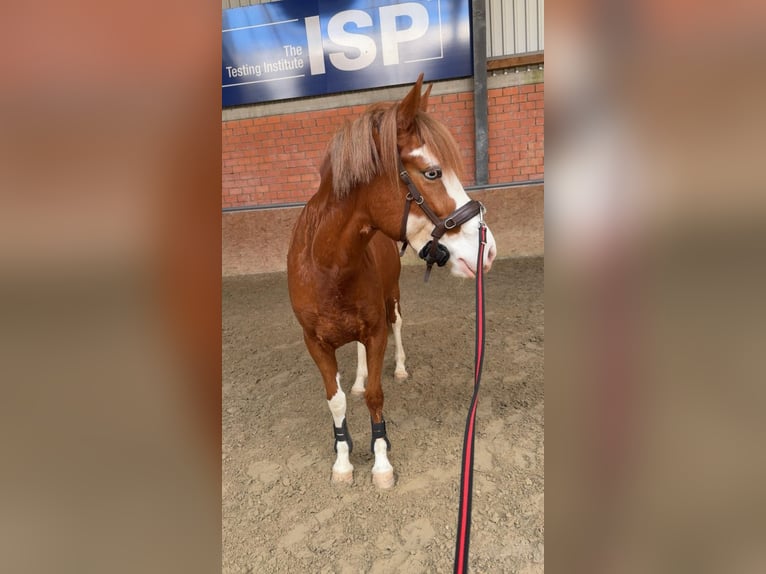 More ponies/small horses Mare 5 years 14.1 hh Chestnut-Red in Salzbergen