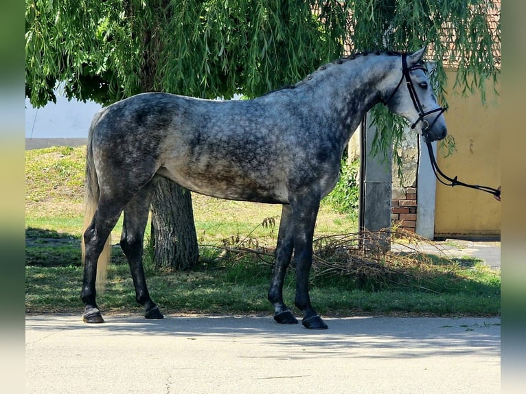 More ponies/small horses Mare 5 years 14.1 hh Grey-Dapple in Neu Gaarz