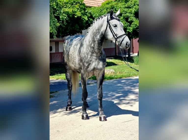 More ponies/small horses Mare 5 years 14.1 hh Grey-Dapple in Neu Gaarz