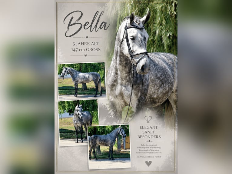 More ponies/small horses Mare 5 years 14.1 hh Grey-Dapple in Neu Gaarz