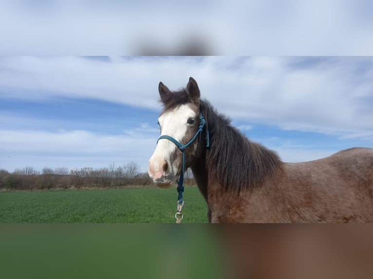 More ponies/small horses Mix Mare 5 years 14.1 hh  in Zwettl