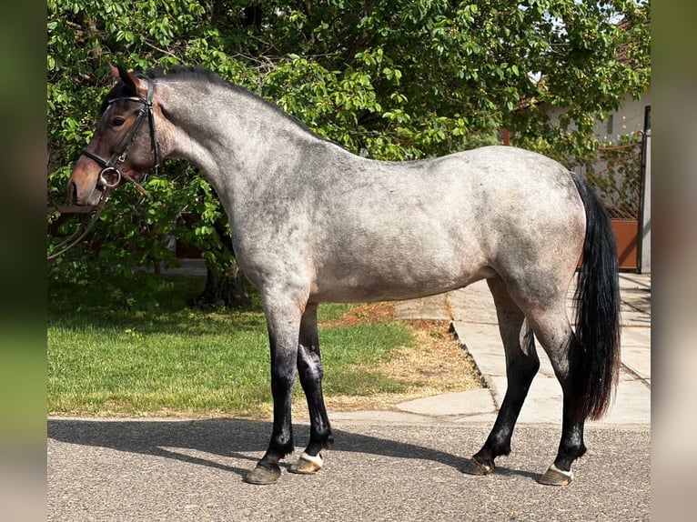 More ponies/small horses Mare 5 years 14.1 hh Roan-Blue in Neu Gaarz