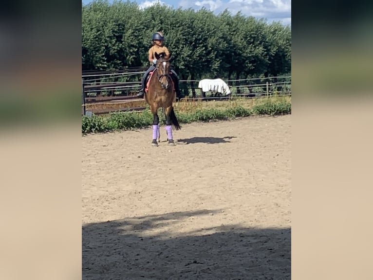 More ponies/small horses Mare 5 years 14.2 hh Brown in Kapellen