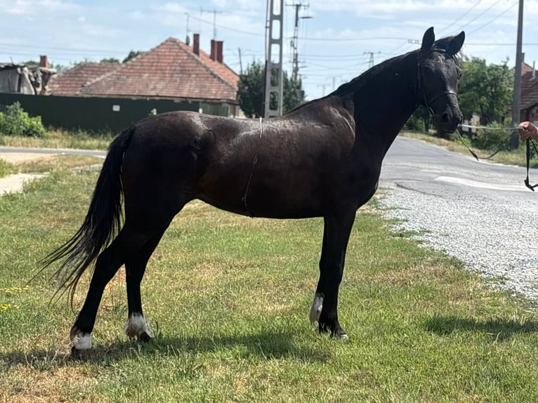 More ponies/small horses Mare 5 years 14 hh Black in B&#xE9;k&#xE9;s