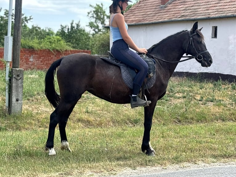 More ponies/small horses Mare 5 years 14 hh Black in B&#xE9;k&#xE9;s