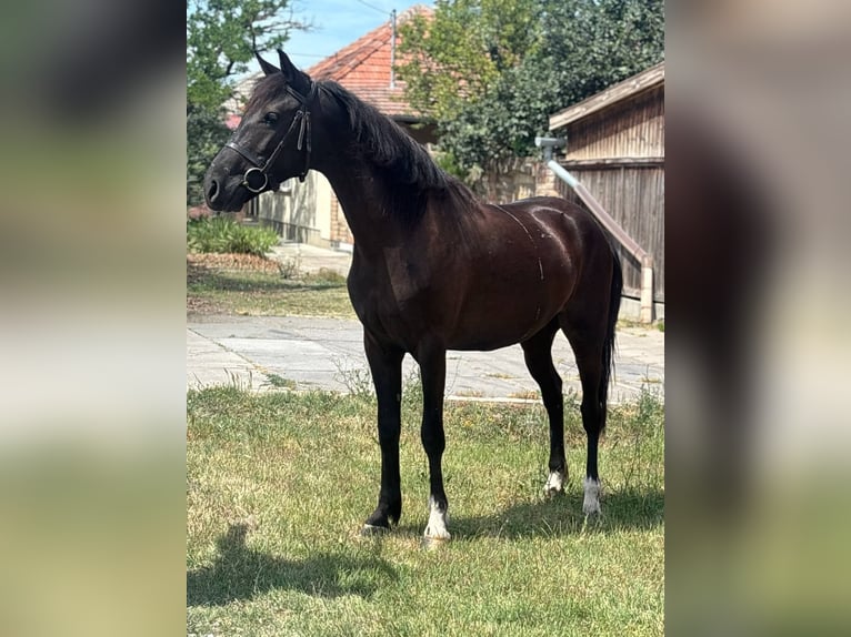 More ponies/small horses Mare 5 years 14 hh Black in B&#xE9;k&#xE9;s