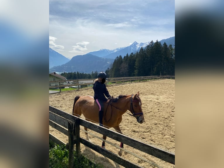 More ponies/small horses Mare 5 years 14 hh Brown-Light in Vandans
