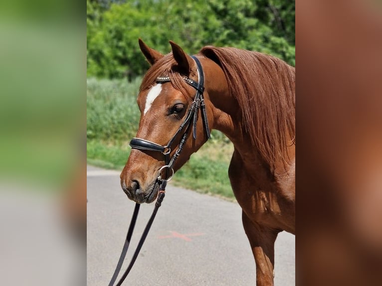 More ponies/small horses Mare 5 years 14 hh Chestnut-Red in Neu Gaarz