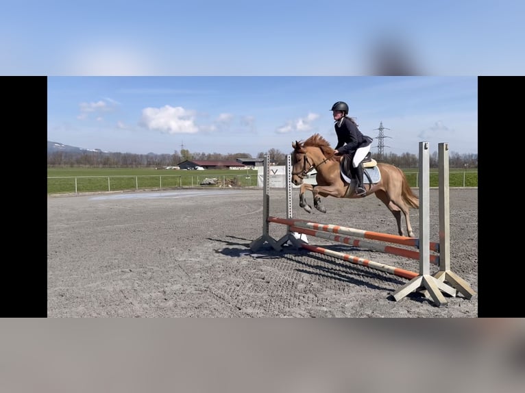 More ponies/small horses Mare 5 years 14 hh Chestnut-Red in Schlins