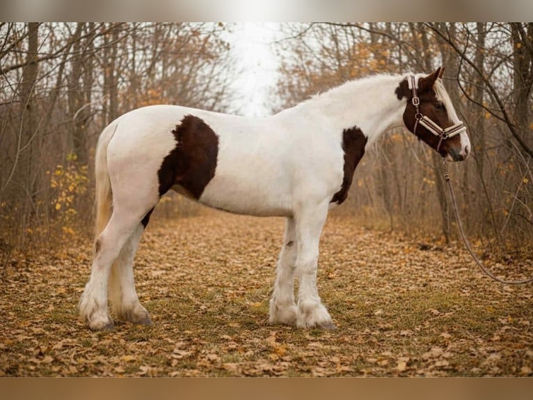 More ponies/small horses Mare 5 years 14 hh Pinto in Békéscsaba