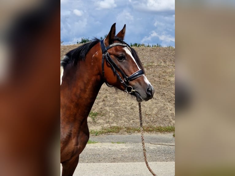 More ponies/small horses Mare 5 years 14 hh Pinto in Gyula