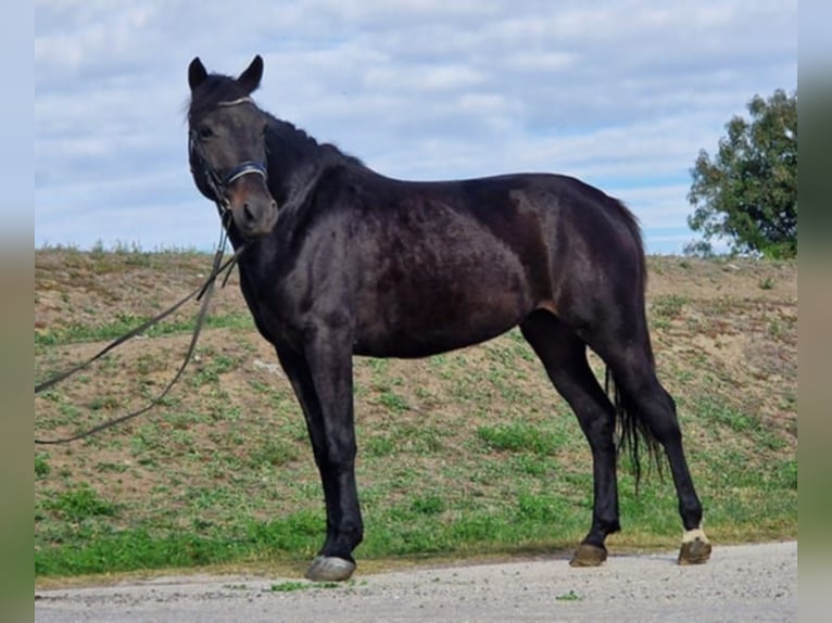 More ponies/small horses Mare 5 years 14,1 hh Bay-Dark in Gyula