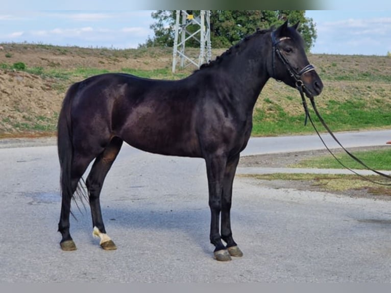 More ponies/small horses Mare 5 years 14,1 hh Bay-Dark in Gyula