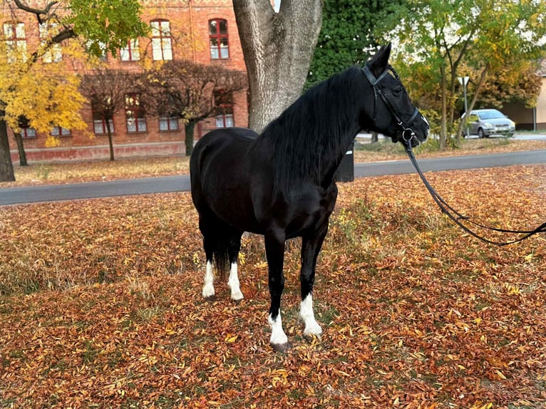 More ponies/small horses Mare 5 years 14,1 hh Black in Csabaszabadi
