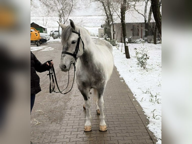 More ponies/small horses Mare 5 years 14,1 hh Pinto in Békéscsaba