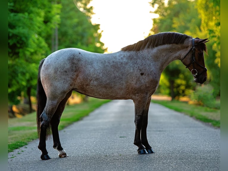 More ponies/small horses Mare 5 years 14,1 hh Roan-Red in Mez&#x151;hegyes