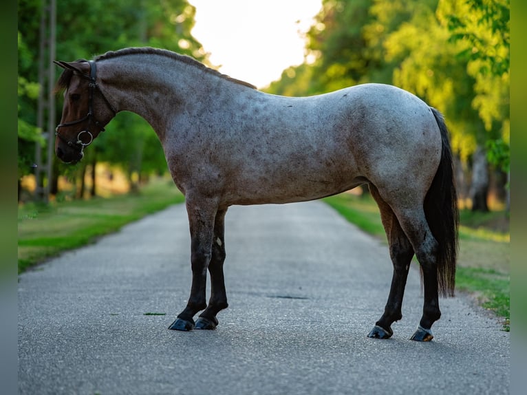 More ponies/small horses Mare 5 years 14,1 hh Roan-Red in Mez&#x151;hegyes