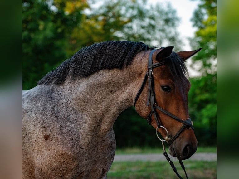 More ponies/small horses Mare 5 years 14,1 hh Roan-Red in Mez&#x151;hegyes