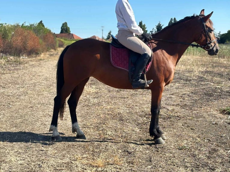 More ponies/small horses Mare 5 years 14,2 hh Brown in Békés More ponies/small horses Mare 5 years 14,2 hh Brown in Békés