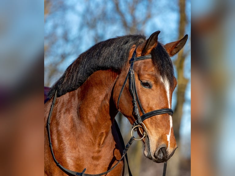 More ponies/small horses Mare 5 years 14,2 hh Brown in Békéscsaba