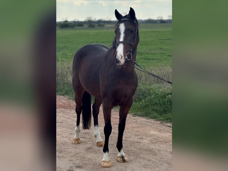 More ponies/small horses Mare 5 years 14,2 hh Brown in Békéscsaba
