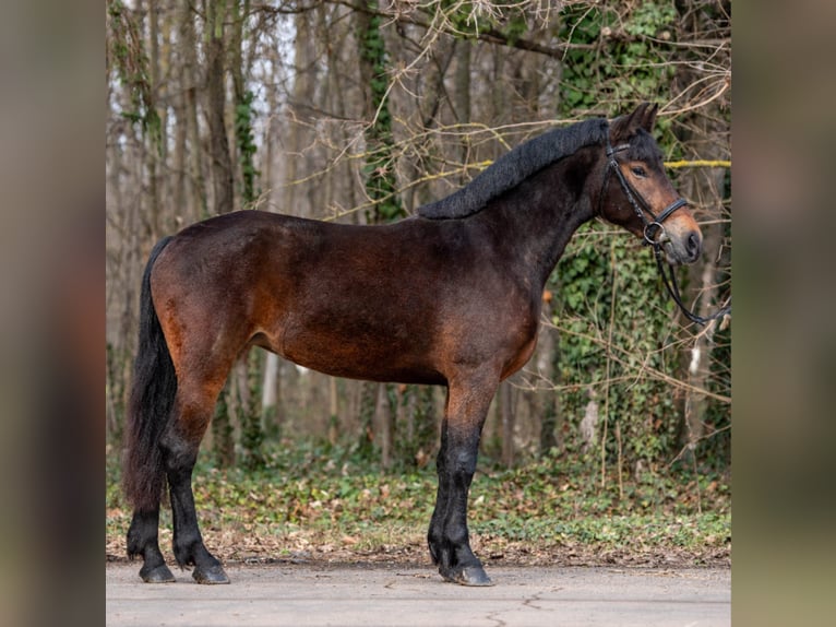More ponies/small horses Mare 5 years 14,2 hh Brown in Békéscsaba