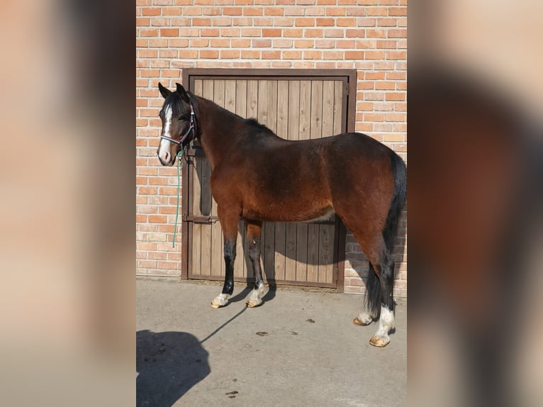 More ponies/small horses Mare 5 years 14,2 hh Brown in Békéscsaba