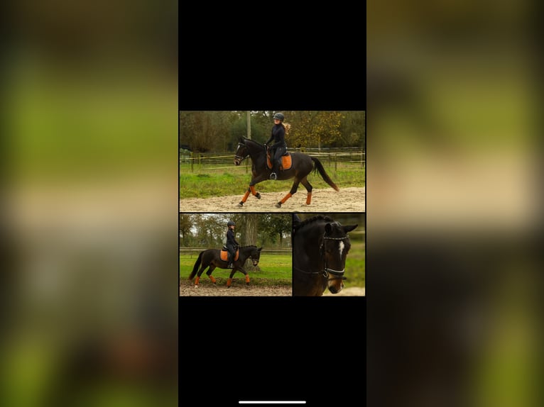 More ponies/small horses Mare 5 years 14,2 hh Brown in Kapellen