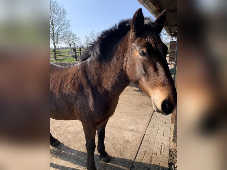 More ponies/small horses Mare 5 years 14,2 hh Brown in Kapellen