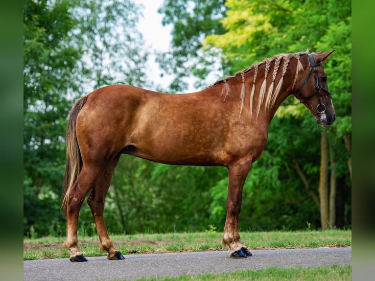 More ponies/small horses Mare 5 years 14,2 hh Chestnut-Red in Mez&#x151;hegyes