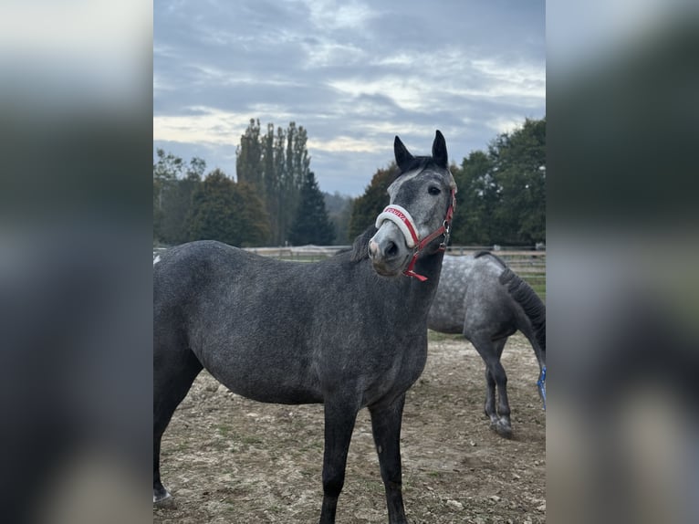 More ponies/small horses Mare 5 years 14,2 hh Grey in Blumau