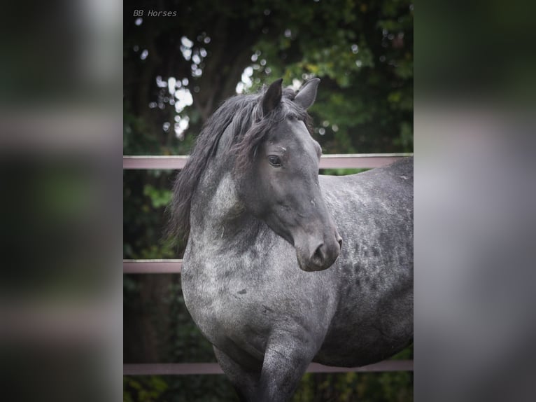 More ponies/small horses Mare 5 years 14,2 hh Roan-Blue in Pastetten