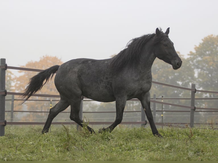 More ponies/small horses Mare 5 years 14,2 hh Roan-Blue in Pastetten