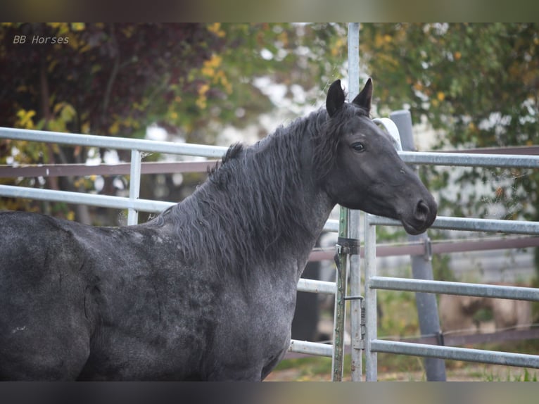 More ponies/small horses Mare 5 years 14,2 hh Roan-Blue in Pastetten