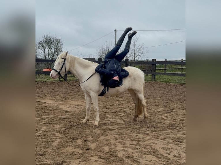 More ponies/small horses Mare 5 years 14,3 hh Cremello in Daleiden