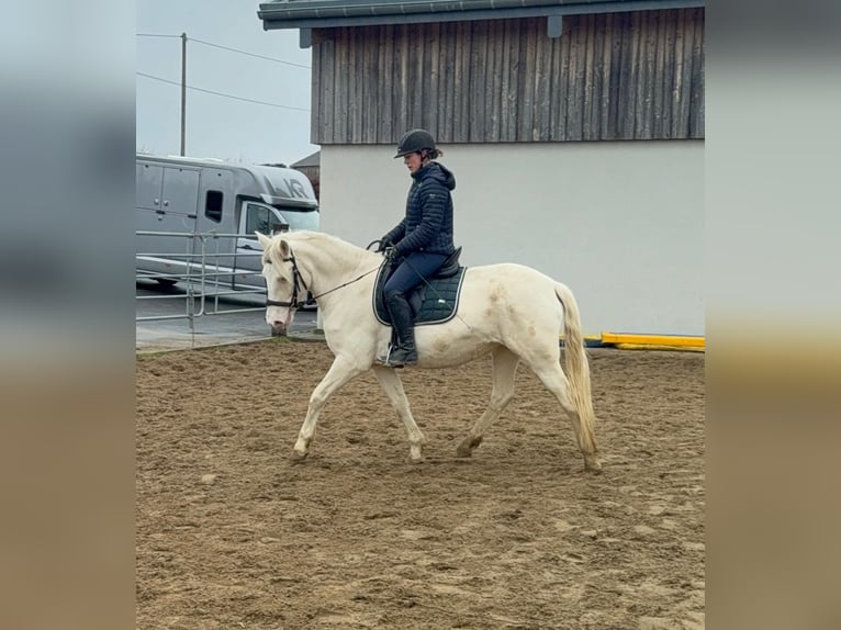 More ponies/small horses Mare 5 years 14,3 hh Cremello in Daleiden