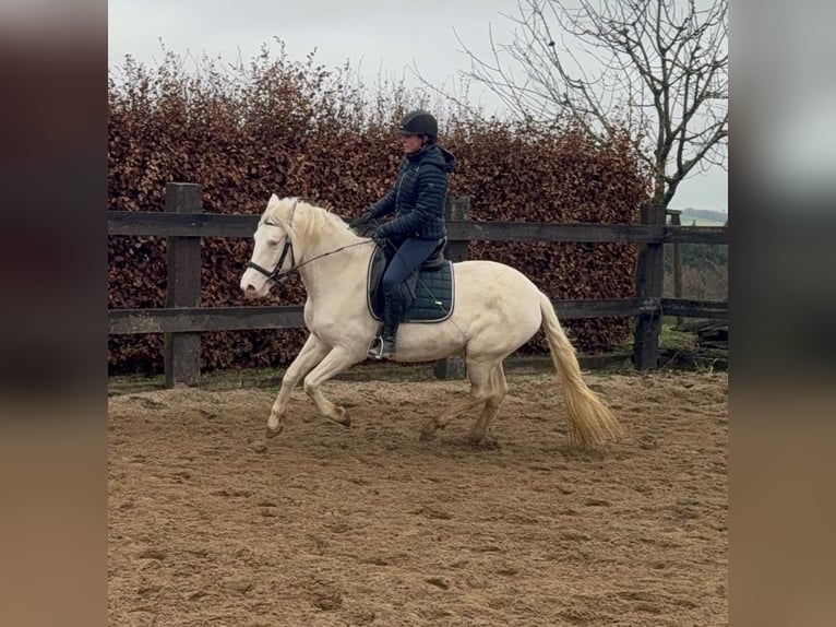 More ponies/small horses Mare 5 years 14,3 hh Cremello in Daleiden