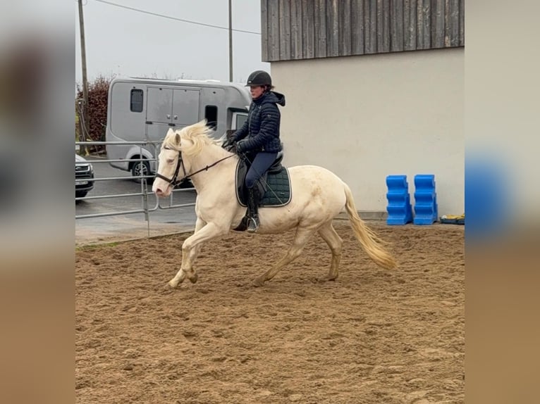 More ponies/small horses Mare 5 years 14,3 hh Cremello in Daleiden