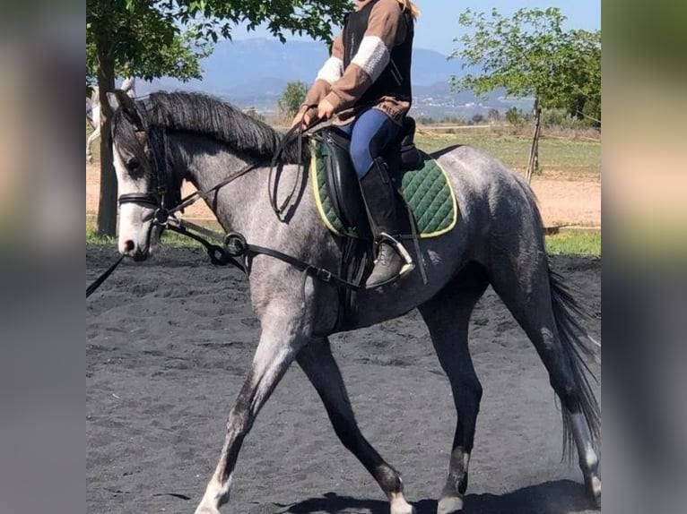 More ponies/small horses Mare 5 years 14,3 hh Grey in Sabadell More ponies/small horses Mare 5 years 14,3 hh Grey in Sabadell