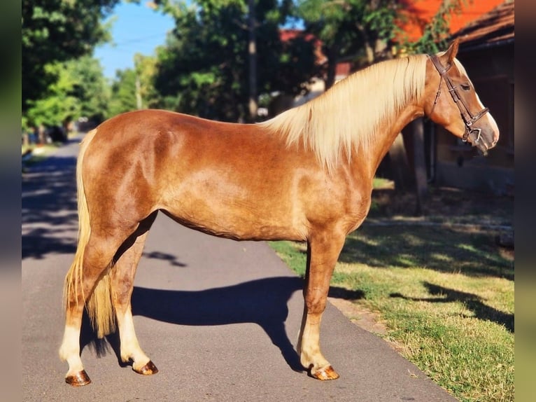 More ponies/small horses Mix Mare 5 years 14,3 hh Palomino in B&#xE9;k&#xE9;scsaba
