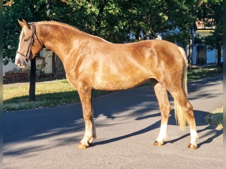 More ponies/small horses Mix Mare 5 years 14,3 hh Palomino in B&#xE9;k&#xE9;scsaba