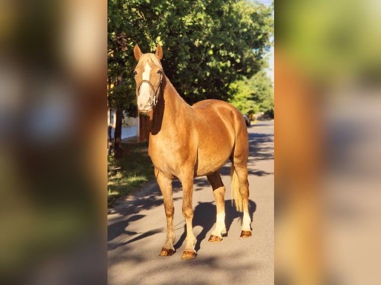 More ponies/small horses Mix Mare 5 years 14,3 hh Palomino in B&#xE9;k&#xE9;scsaba