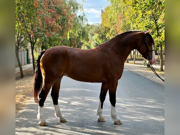 More ponies/small horses Mare 5 years 15.1 hh Brown in Békéscsaba