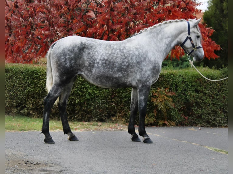 More ponies/small horses Mare 5 years 15 hh Grey in B&#xE9;k&#xE9;s