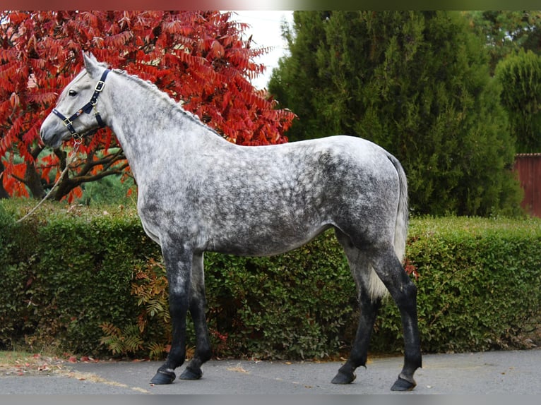 More ponies/small horses Mare 5 years 15 hh Grey in B&#xE9;k&#xE9;s