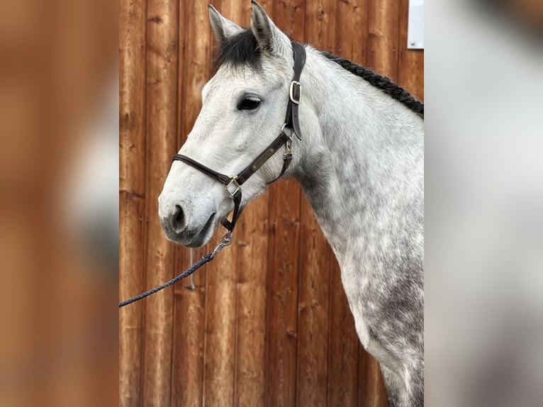 More ponies/small horses Mare 5 years 15,1 hh Grey in Sankt Veit im Pongau
