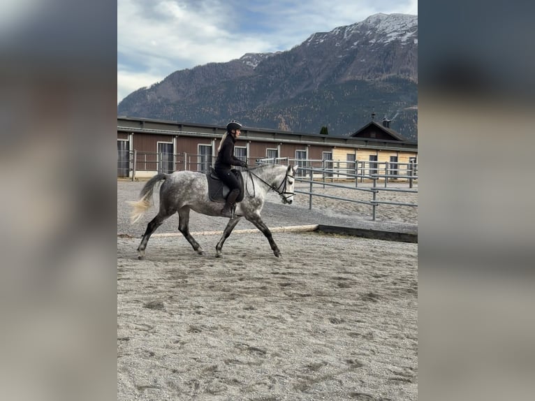 More ponies/small horses Mare 5 years 15,1 hh Grey in Sankt Veit im Pongau