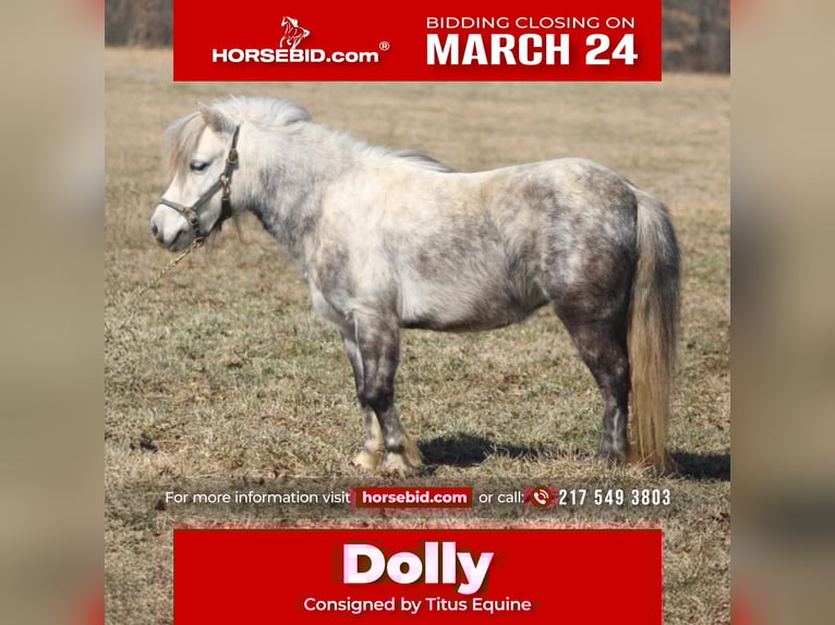 More ponies/small horses Mare 5 years 9,1 hh Gray in Brownstown, IL